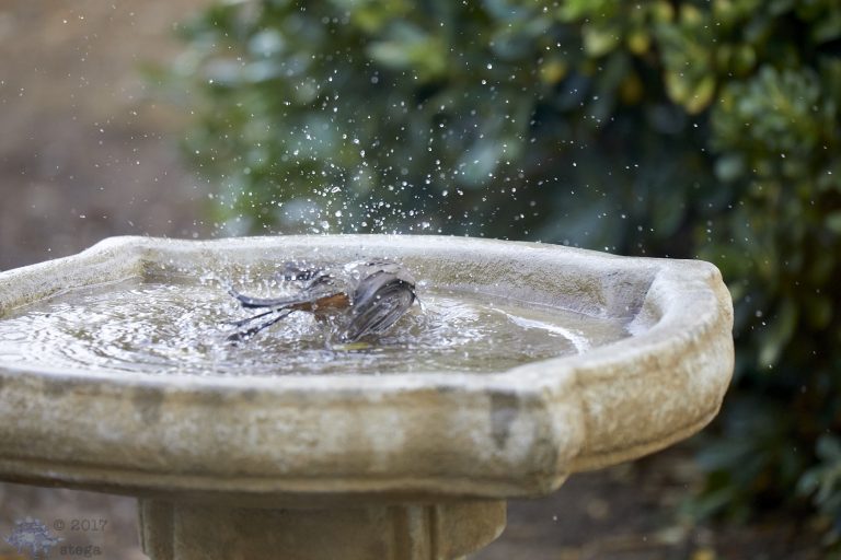Old School Week: California Towhee