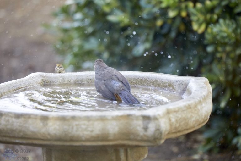 Territorial Bathing Towhee