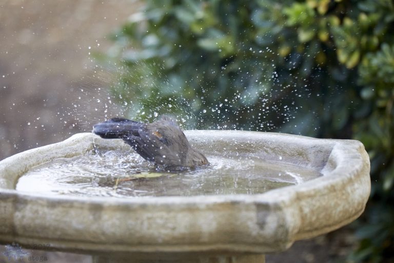 Old School Week: Bathing Towhee