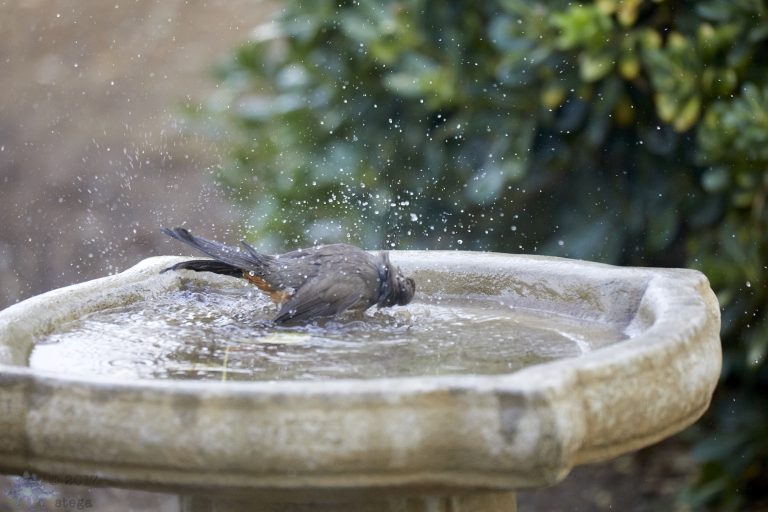 Bathing Towhee