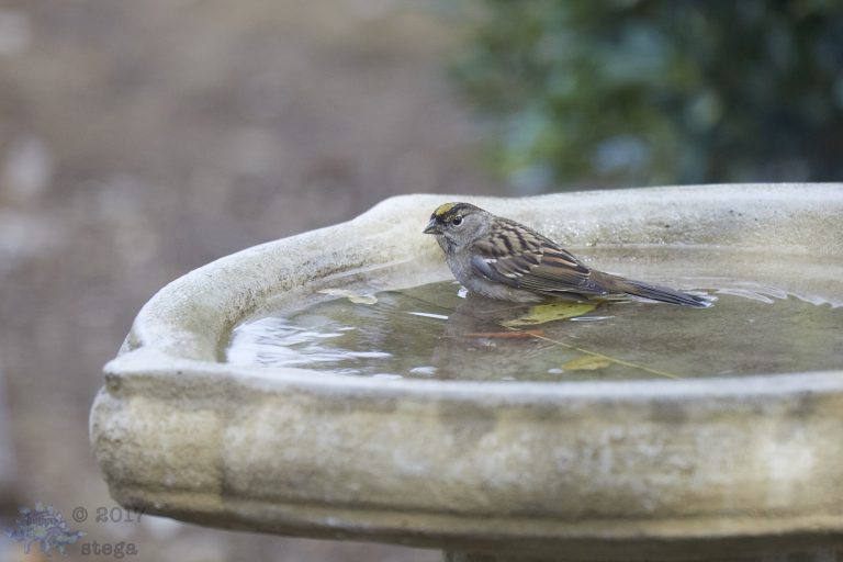 Old School Week: Gold-Crowned Sparrow
