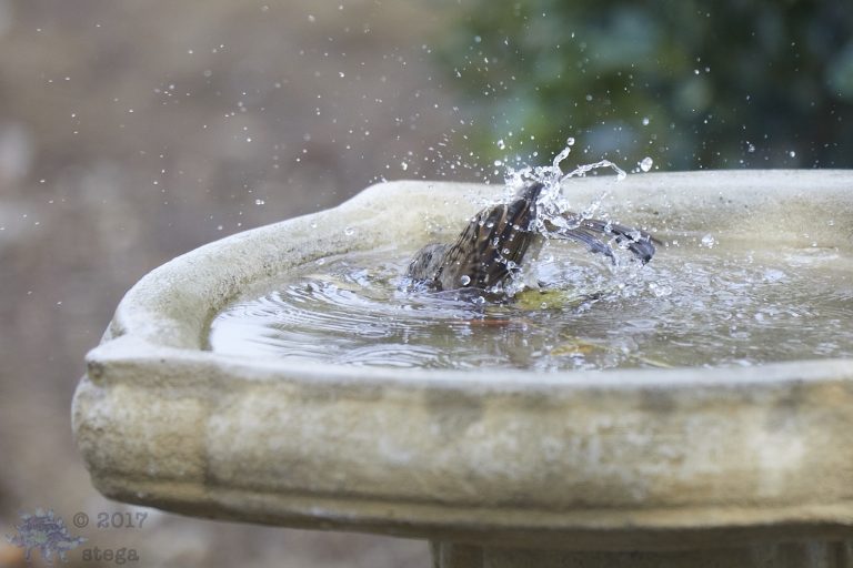 Bathing Gold-Crowned Sparrow