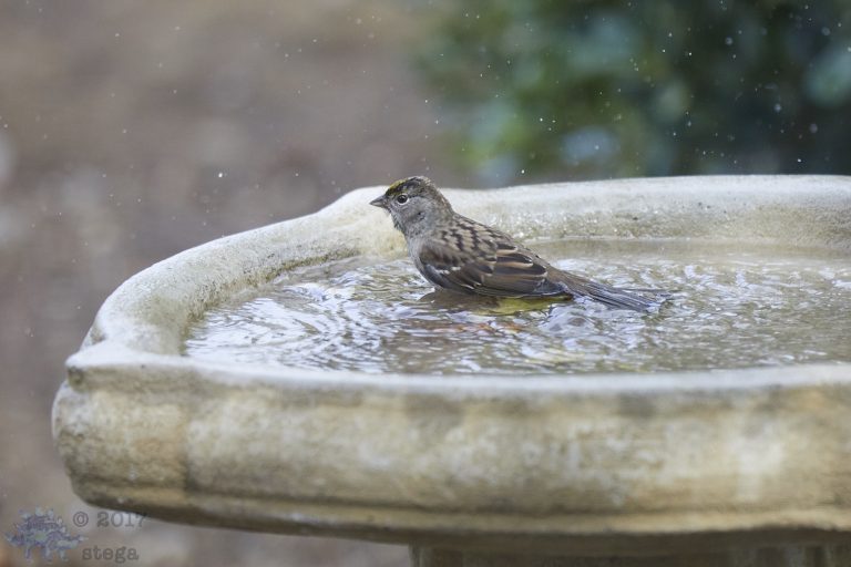 Old School Week: Gold-Crowned Sparrow