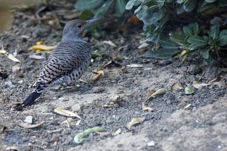Northern Flicker