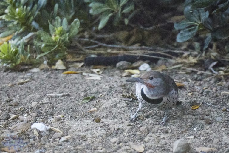 Northern Flicker