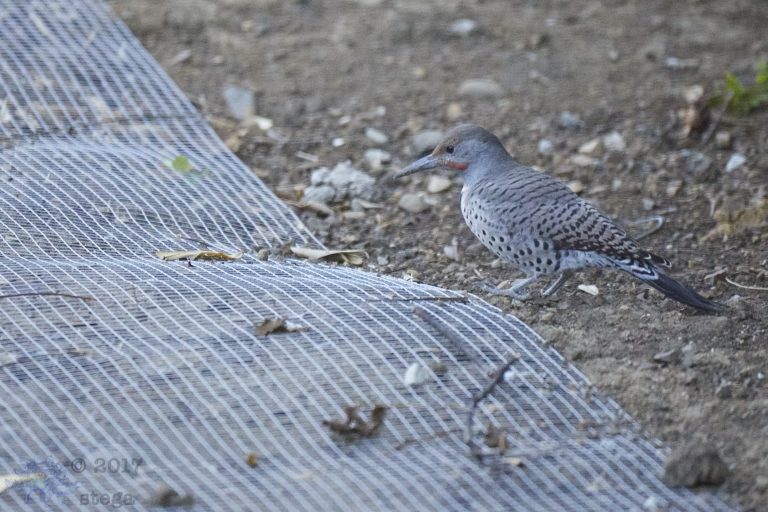 Northern Flicker