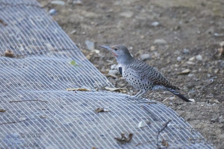 Northern Flicker