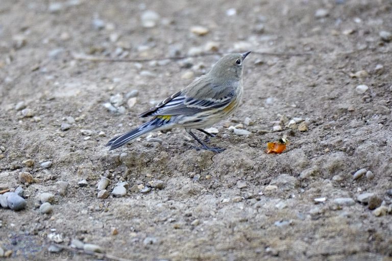 Yellow-rumped Warbler