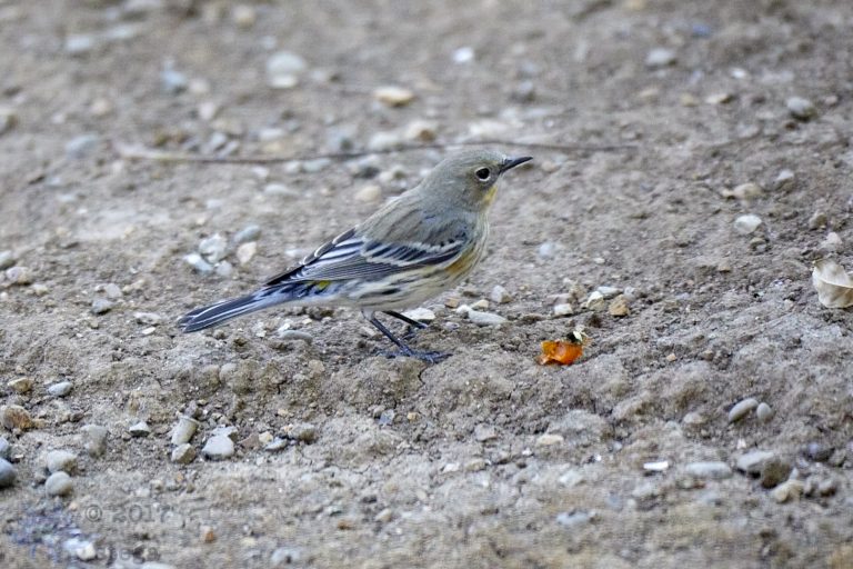 Yellow-rumped Warbler