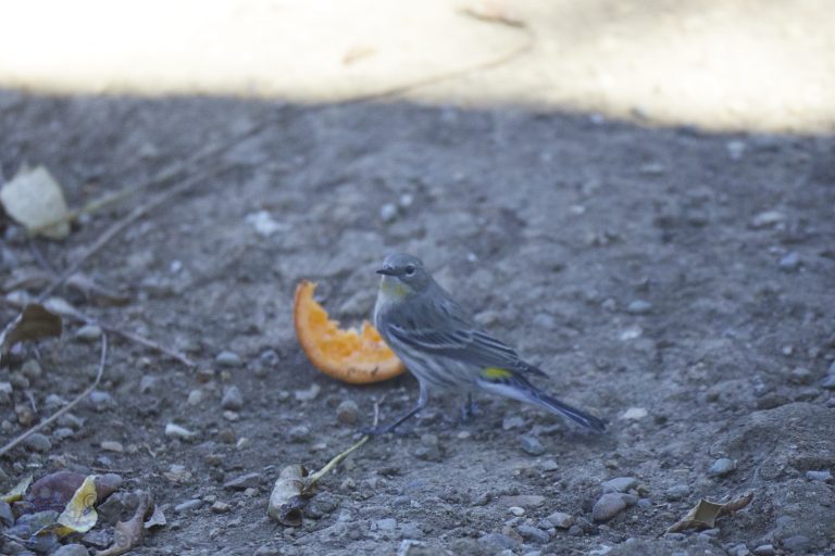 Old School Post: Yellow-rumped Warbler
