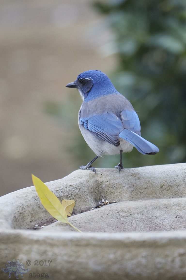 California Scrub Jay