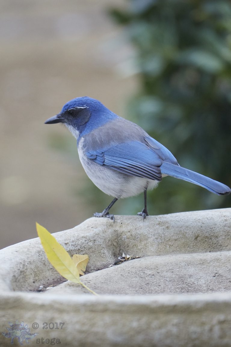 California Scrub Jay