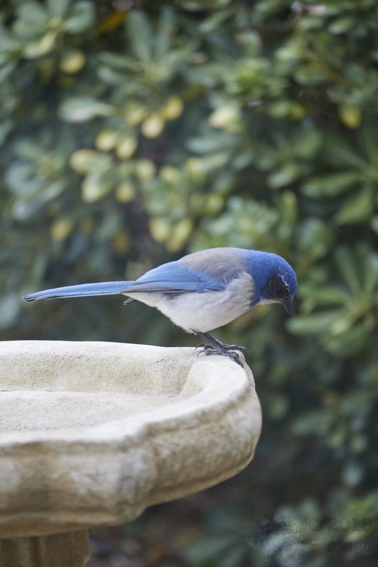 California Scrub Jay Week