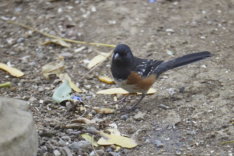 Spotted Towhee