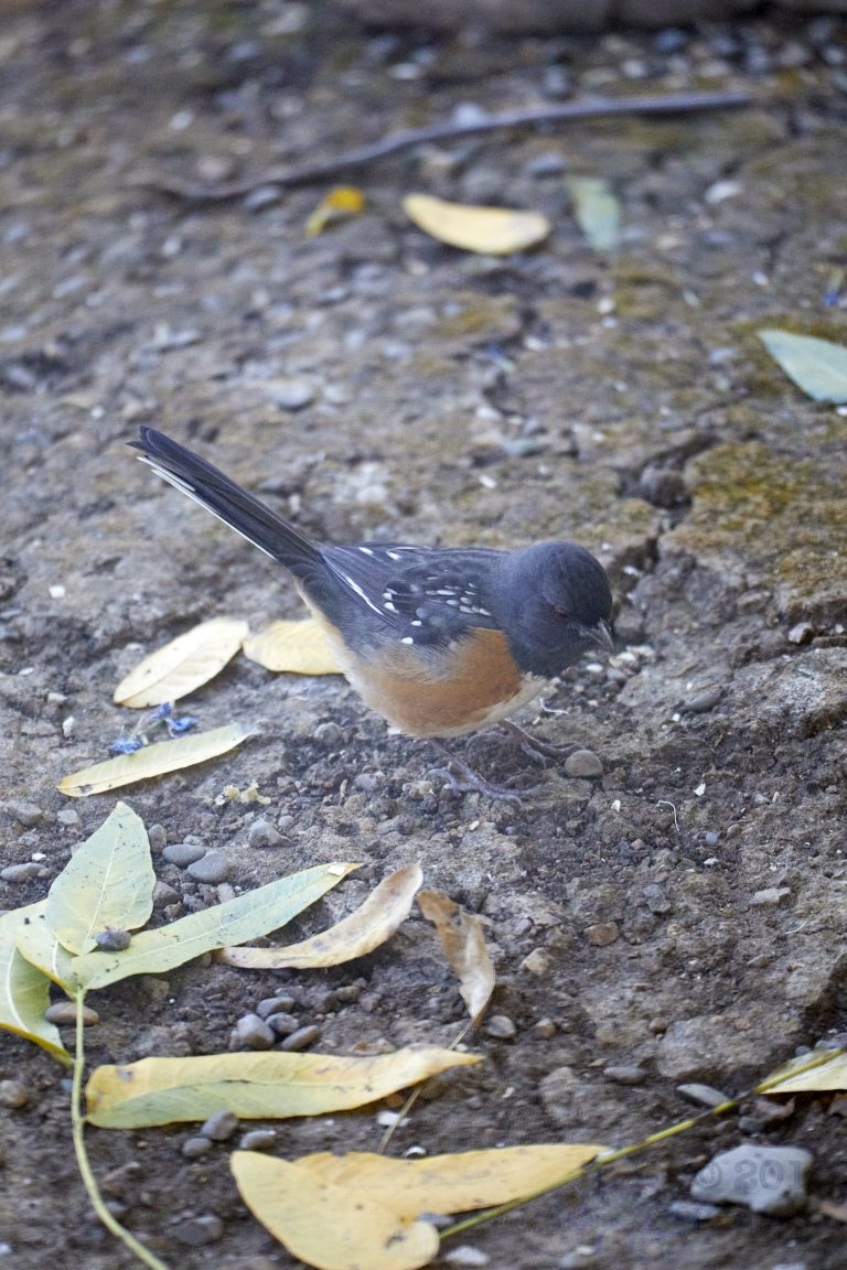 Spotted Towhee