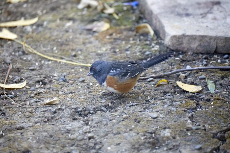 Spotted Towhee