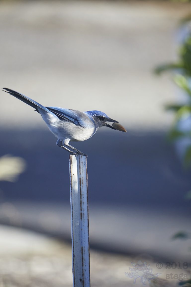 California Scrub Jay