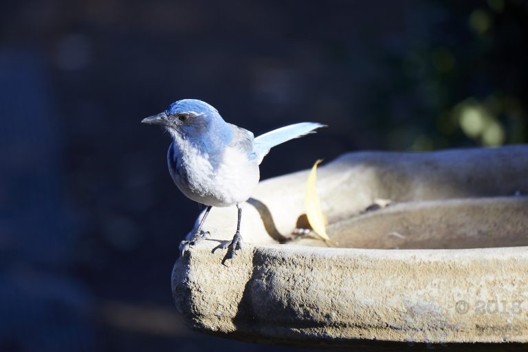 It’s California Scrub Jay Week (Again)