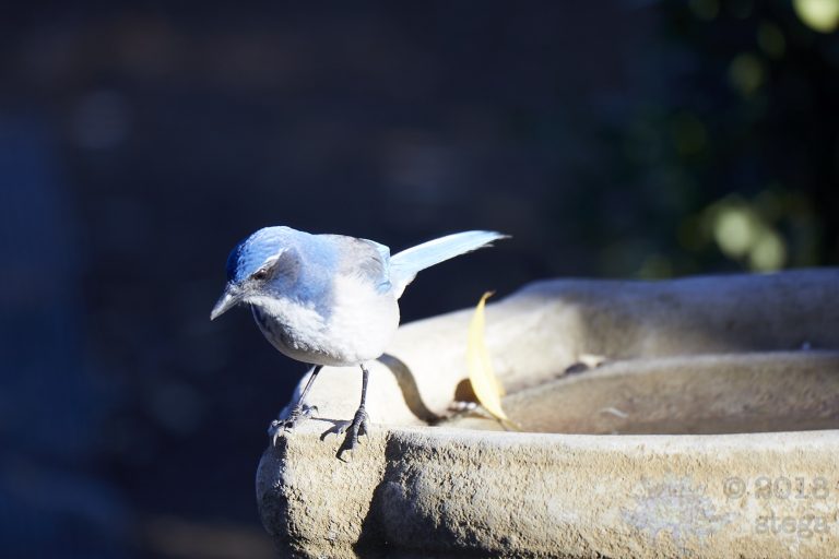 California Scrub Jay