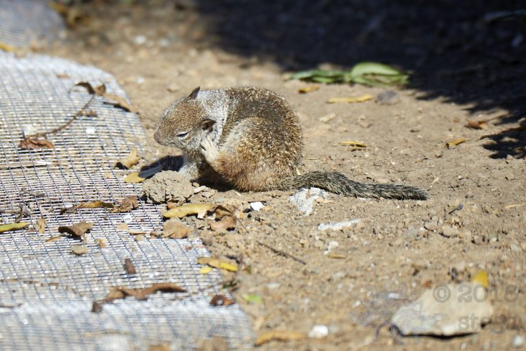 Old School Week: Ground Squirrel