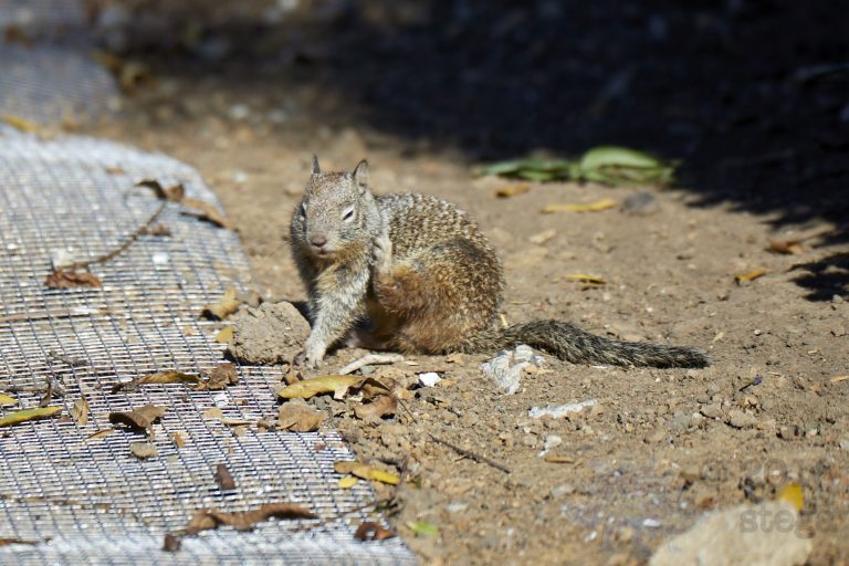 Old School Week: Ground Squirrel