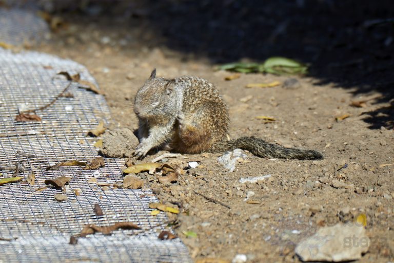 Ground Squirrel