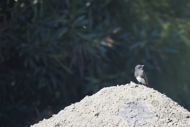 Black Phoebe