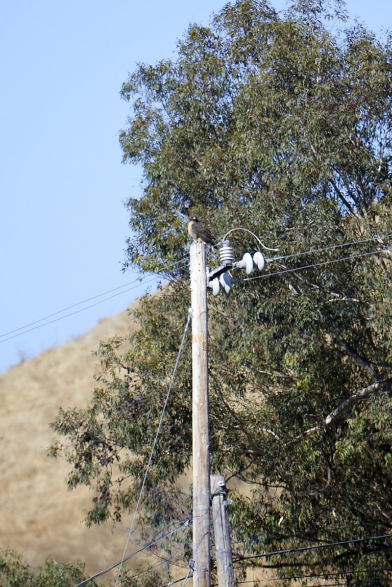Red-tailed Hawk