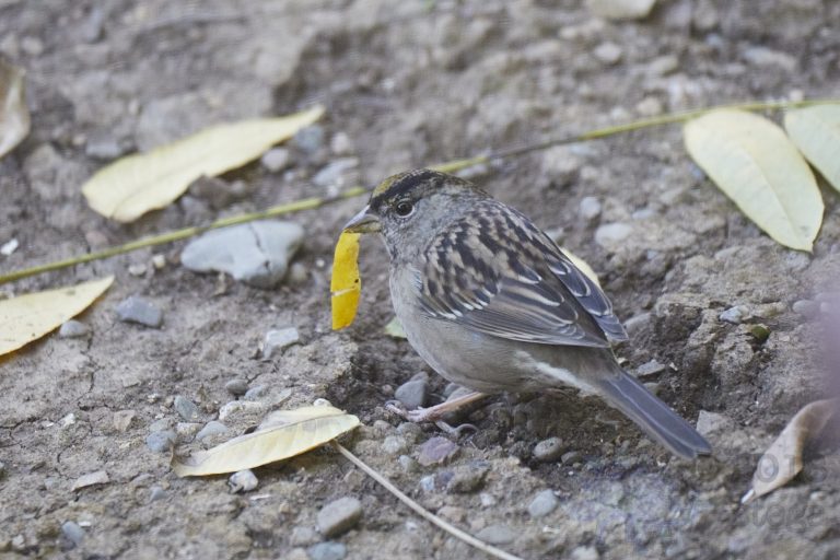 Gold-Crowned Sparrow
