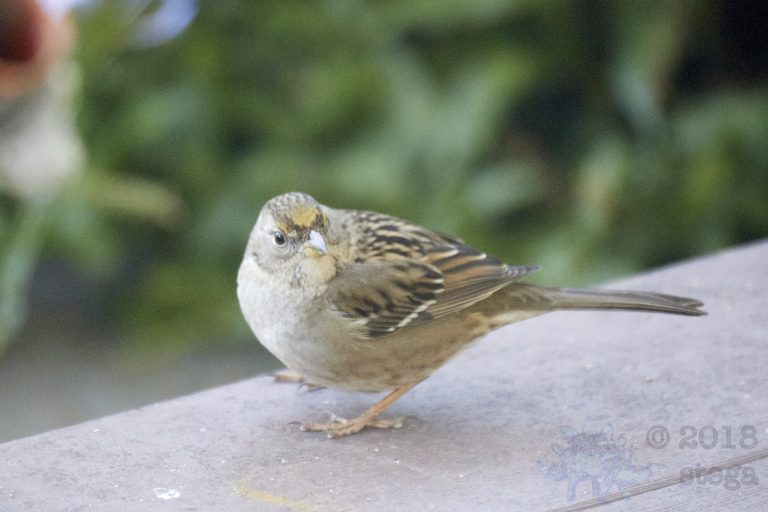 Gold-Crowned Sparrow