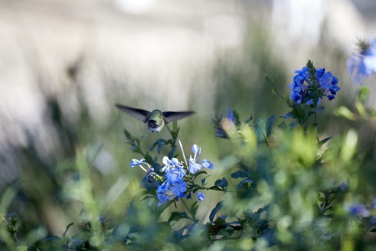 Anna’s Hummingbird