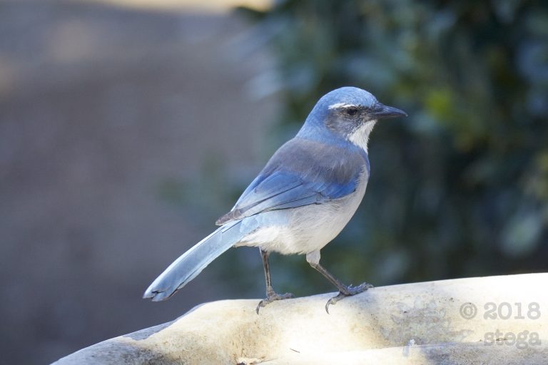 California Scrub Jay