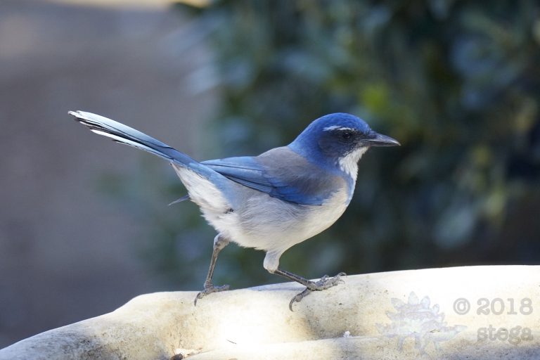 California Scrub Jay