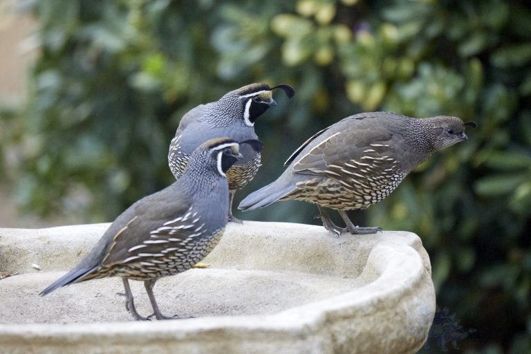 California Quail