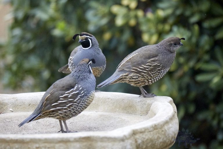 California Quail