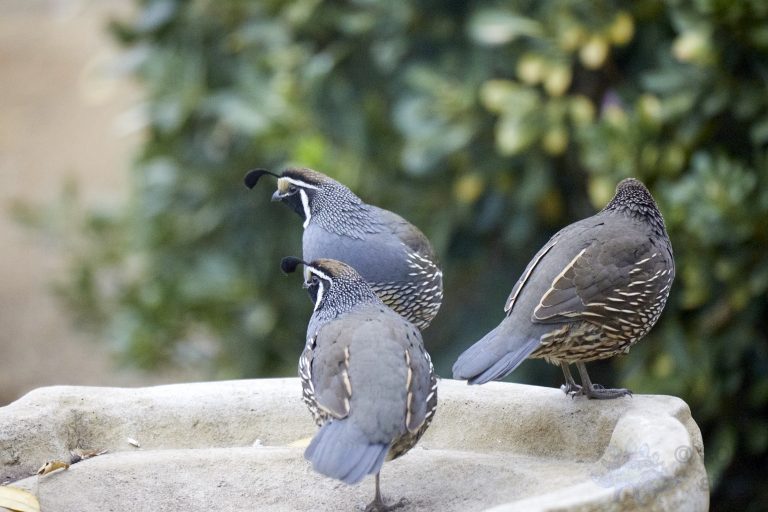 California Quail