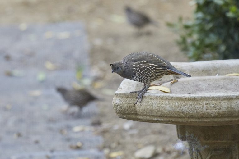 California Quail