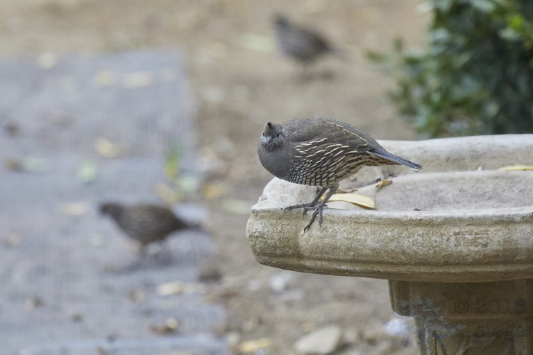 California Quail