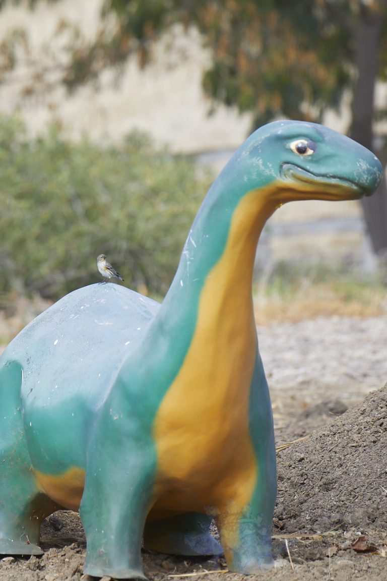 Yellow-rumped Warbler atop Yet to Be Name Dinosaur