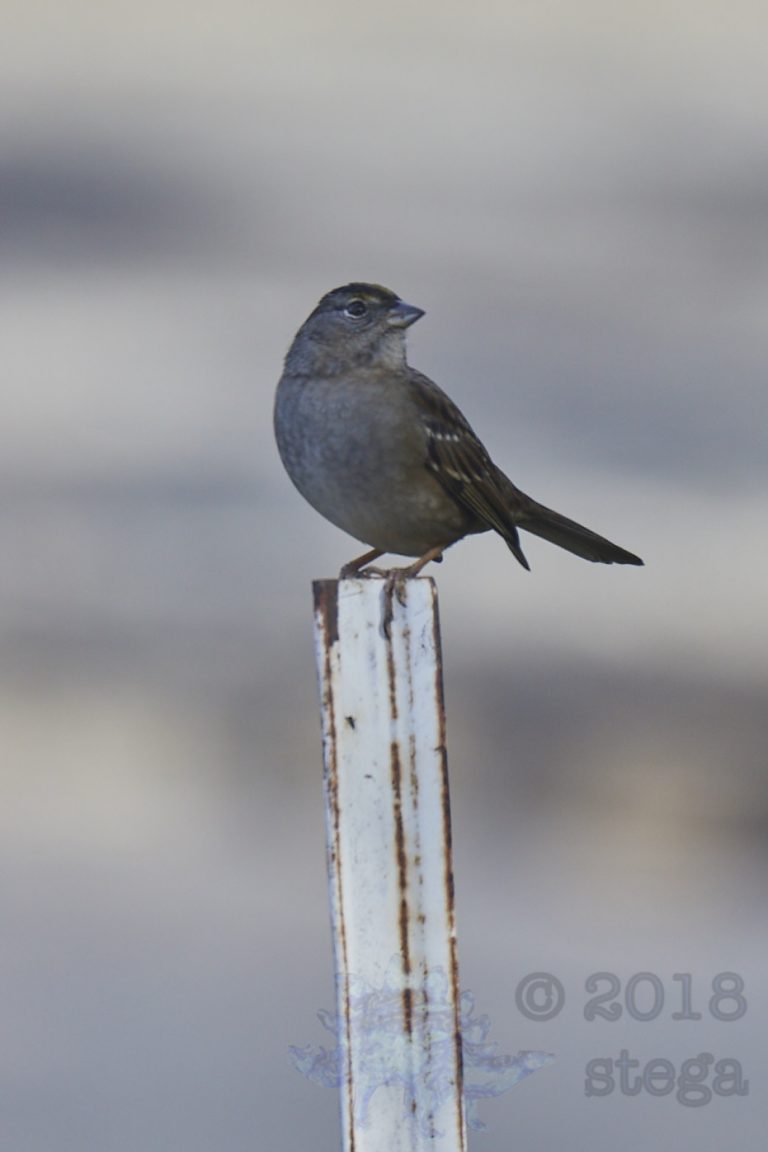 Gold-Crowned Sparrow