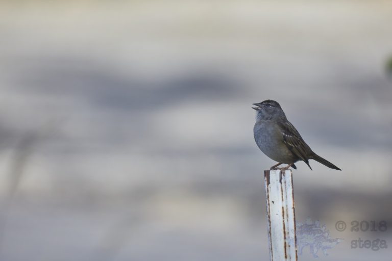 Gold-Crowned Sparrow
