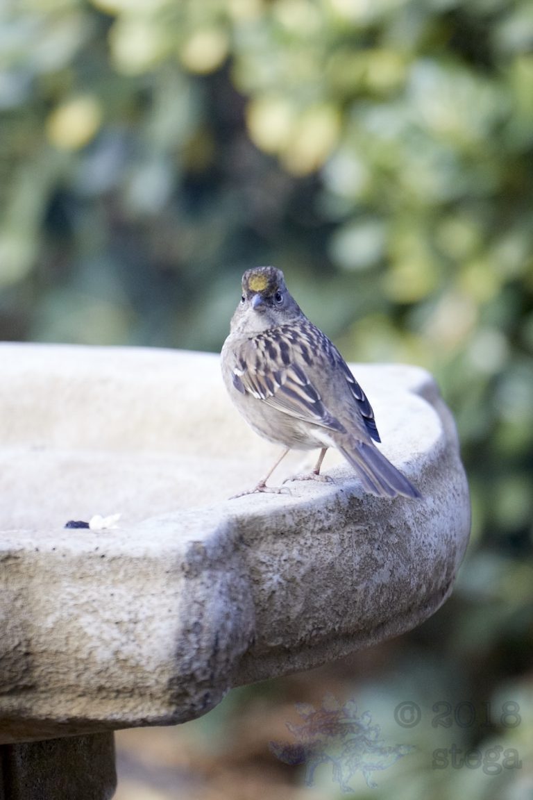 Gold-Crowned Sparrow