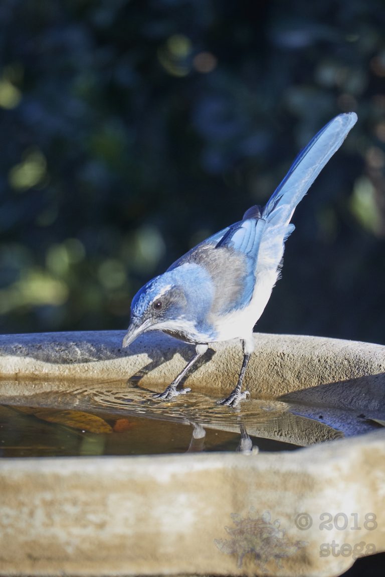 Old School Week: California Scrub Jay