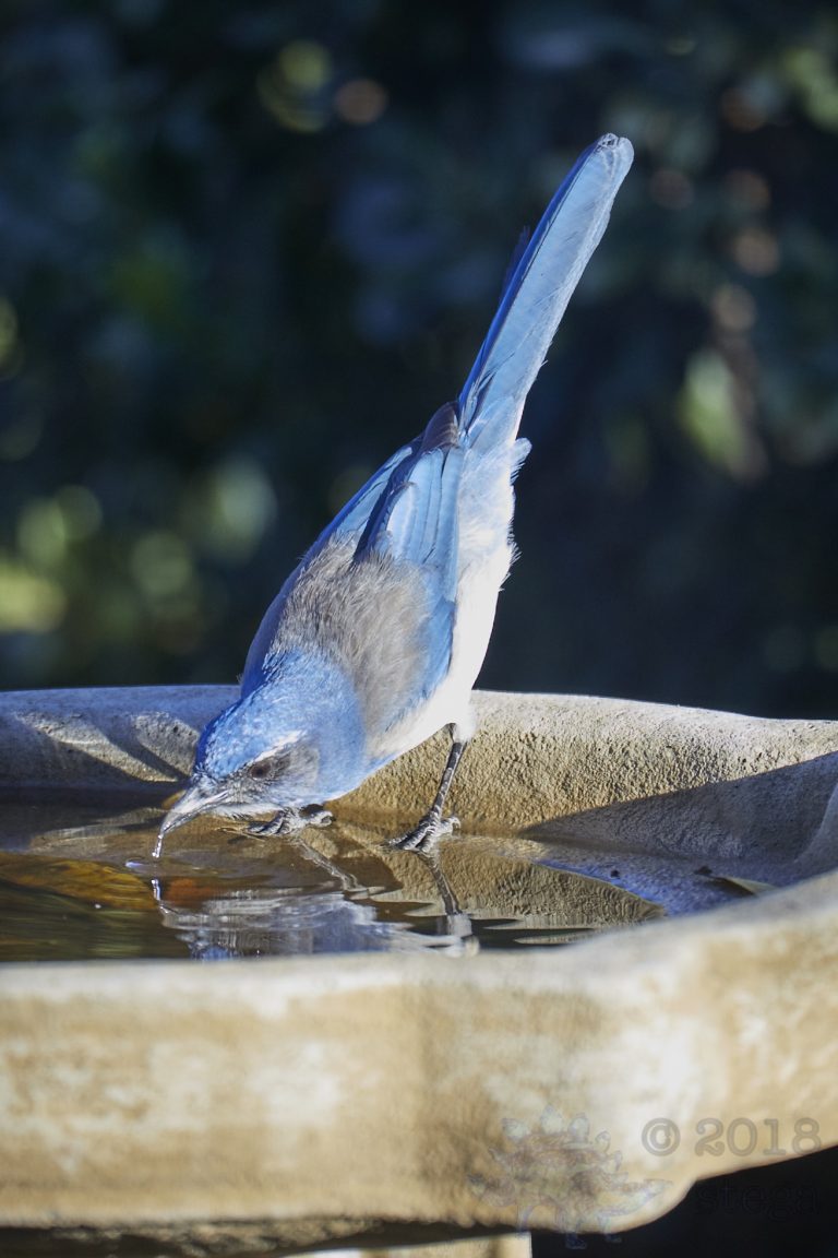 California Scrub Jay
