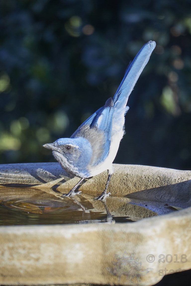 Old School Week: California Scrub Jay