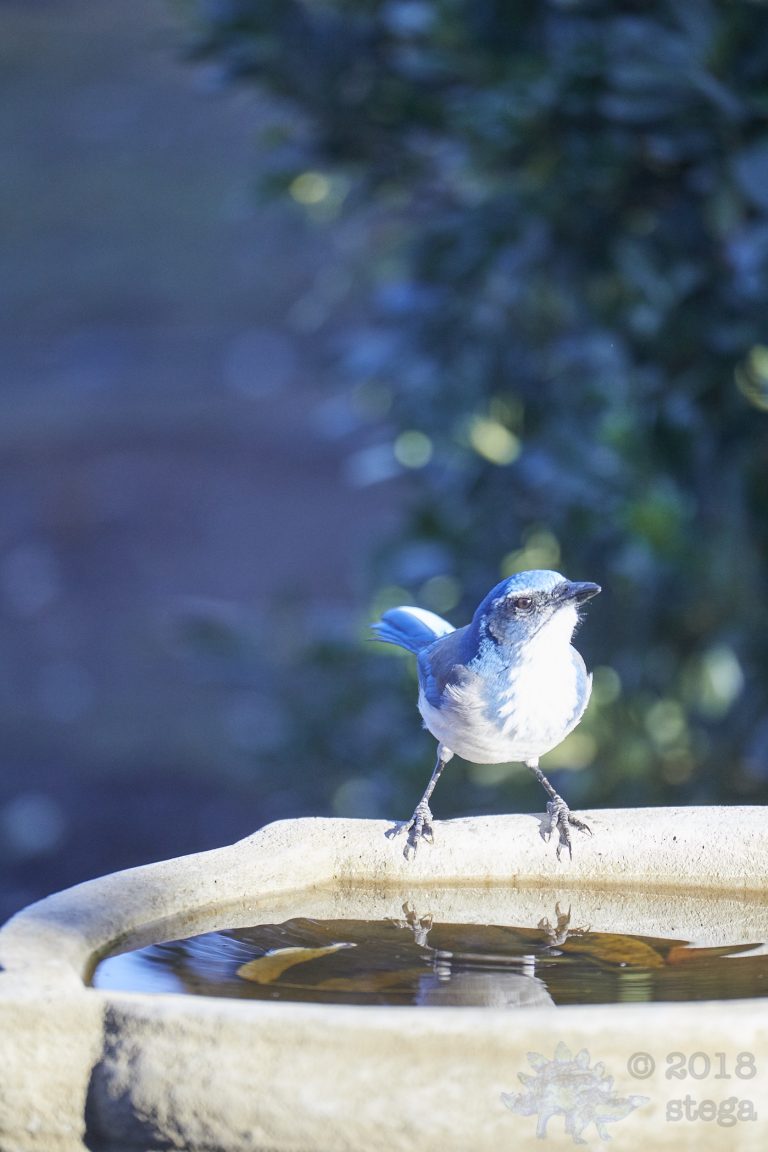 California Scrub Jay
