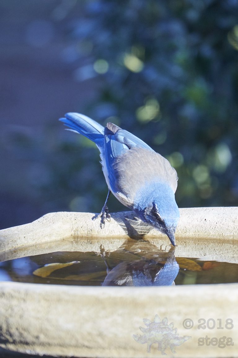 California Scrub Jay