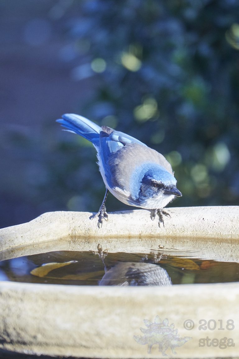 California Scrub Jay
