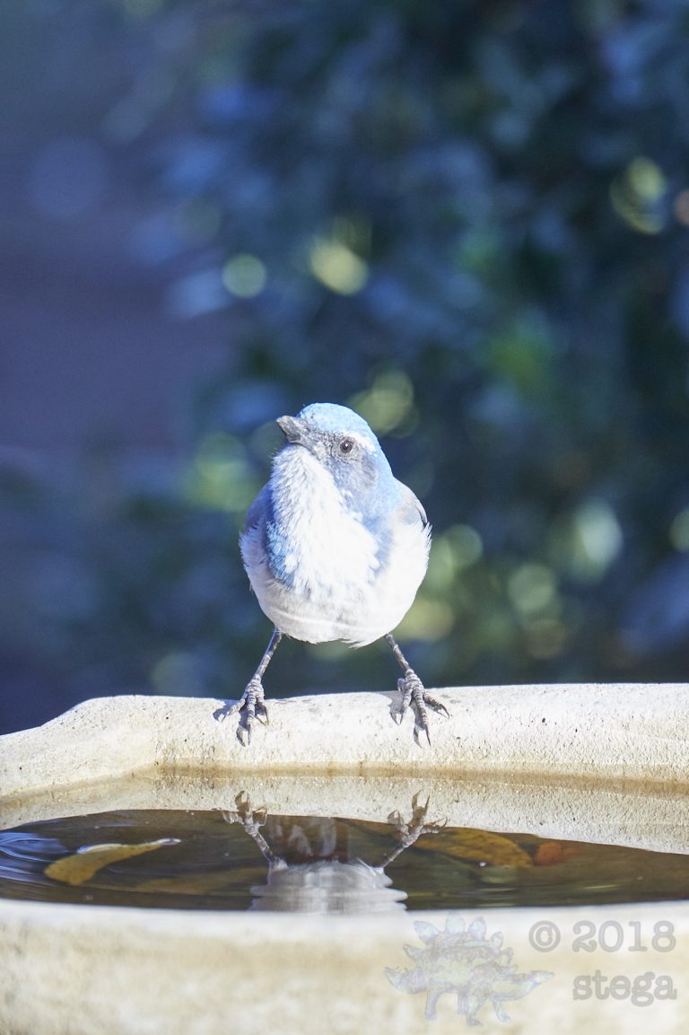 California Scrub Jay