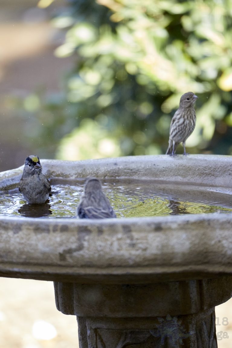 Eight Various Images of Finches and Sparrows bathing